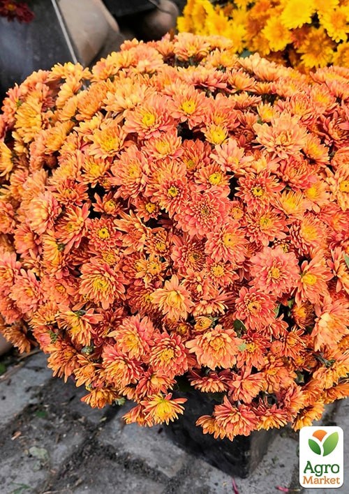 Хризантема корейська "Chrystal Bronze" - фото 2