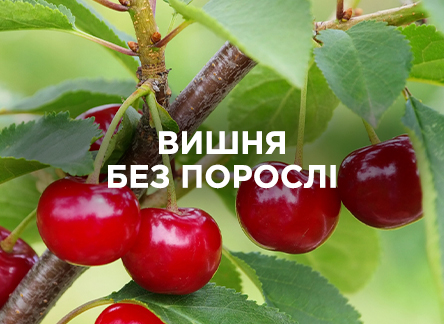 Выращиваем вишню без поросли