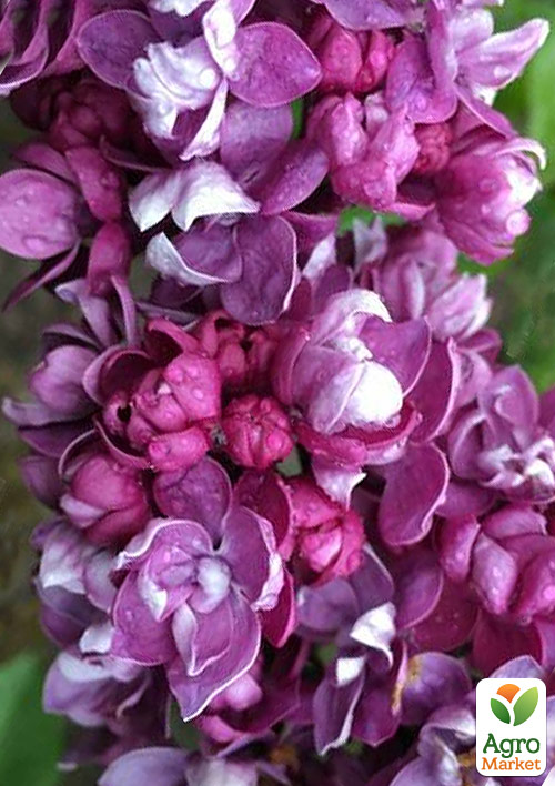 Сирень махровая "Огни Донбасса" - фото 6