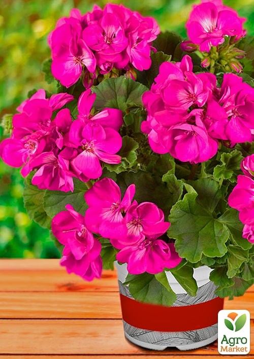 Пеларгонія зональна Flower Fairy "Violet" - фото 2