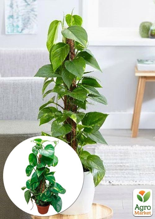 LMTD Эпипремнум на опоре "Aureum" высота 40-60см