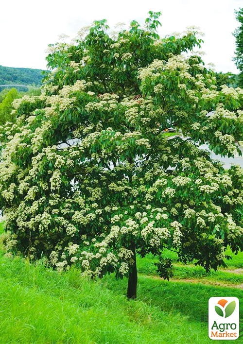 Эводия "Даниэля" Медовое дерево (Tetradium Danielle ) высота10-20см - фото 2