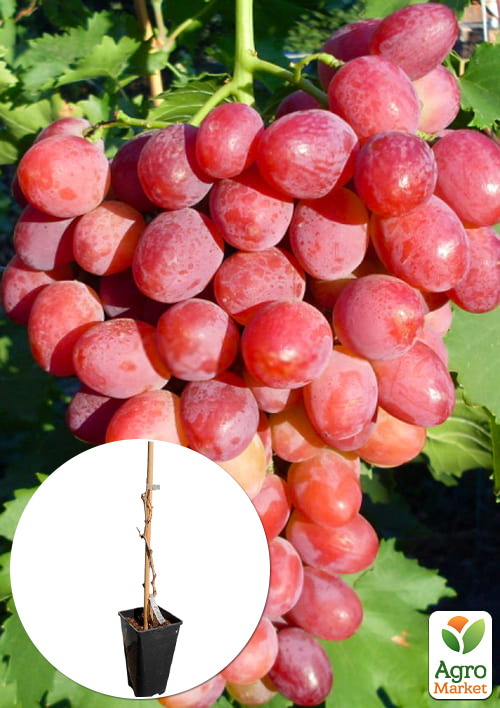 Виноград кишмиш "Калина Красная" (укорененный саженец в контейнере)