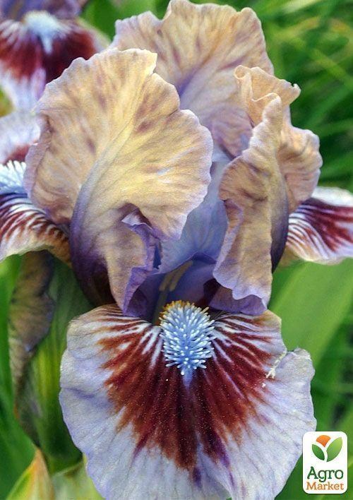 Ірис карликовий "Posing" 1шт в упаковці