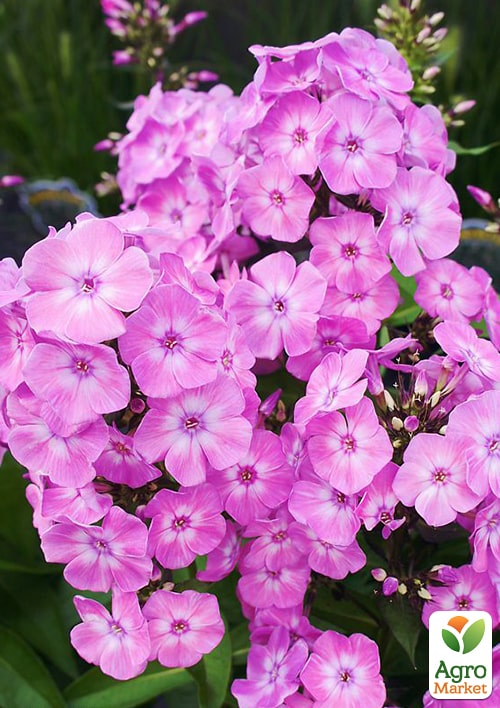 Флокс багаторічний "Anastasia"
