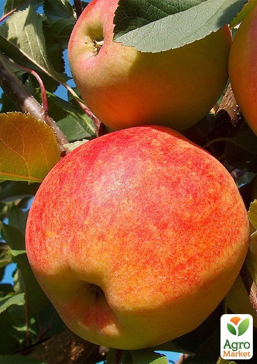 Яблоня "Чемпион" укорененная в контейнере (саженец 2 года) - фото 3