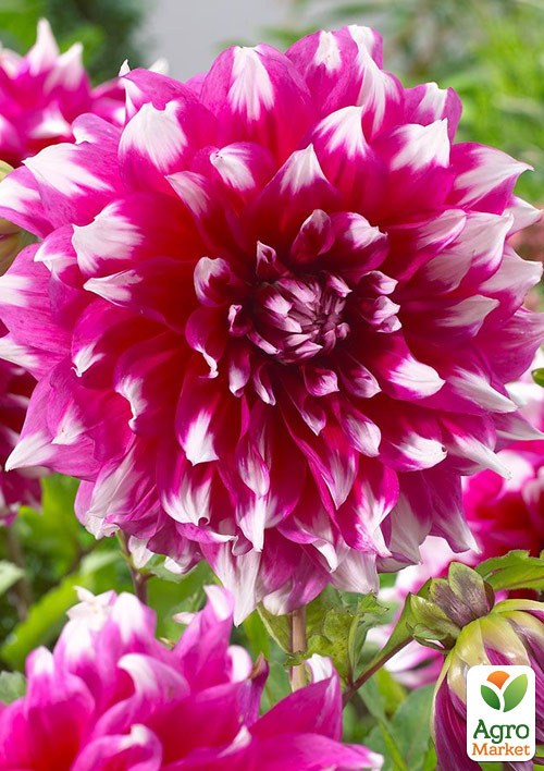 Георгина "Yarra Falls" (гигантский цветок)