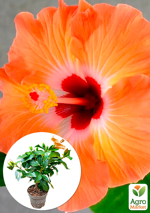 Гибискус комнатный "Boreas Orange" 