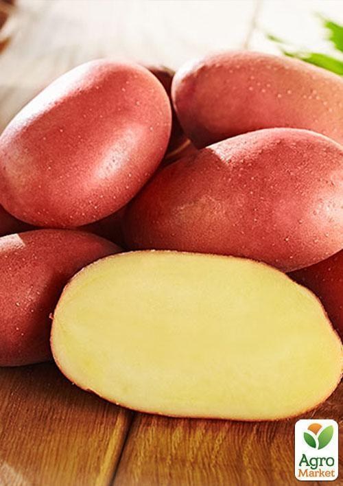 Насіннєвий рання картопля "Альваро" (на жарку, 1 репродукція) 1кг