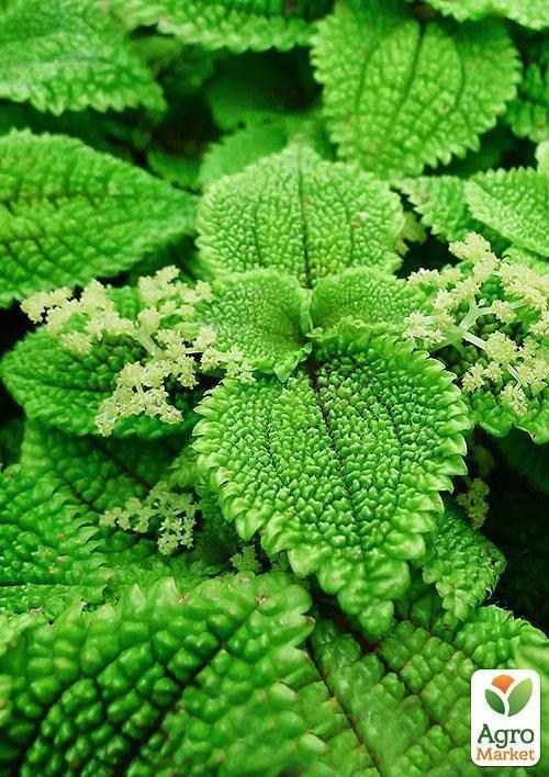 Пилея микс "Pilea mixed" дм 508 см выс. 12 см
