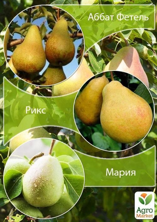 Дерево-сад Груша "Абат Фетель + Рікс + Марія" 1 саджанець в упаковці