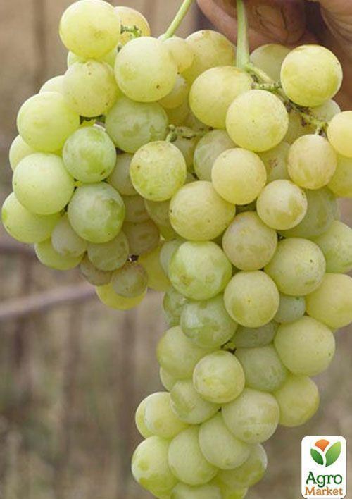 Виноград "Супер Болгарія"