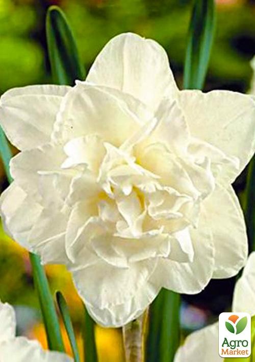 Нарцисс "Calgary" 2шт в упаковке