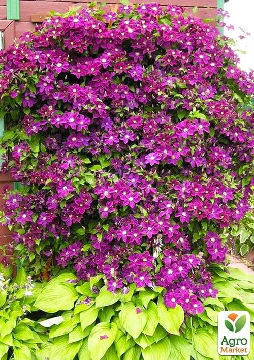 Клематис 3-х річний "The Heroes of Warsaw" С2 - фото 2