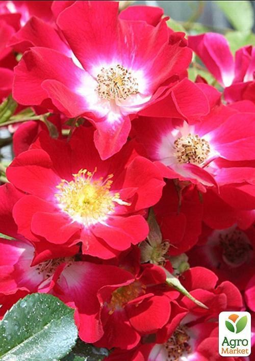 ArtGreenFest! Роза почвопокровная "Руж Мейландекор"