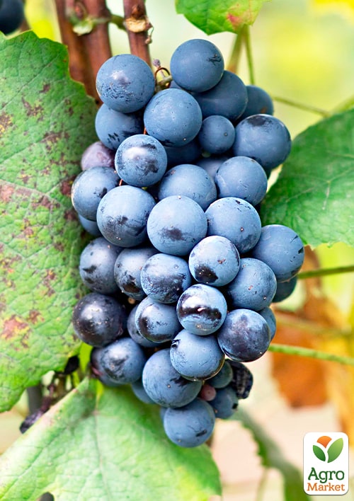 LMTD Виноград "Schuyler" (сортовий, укорінений) - фото 4