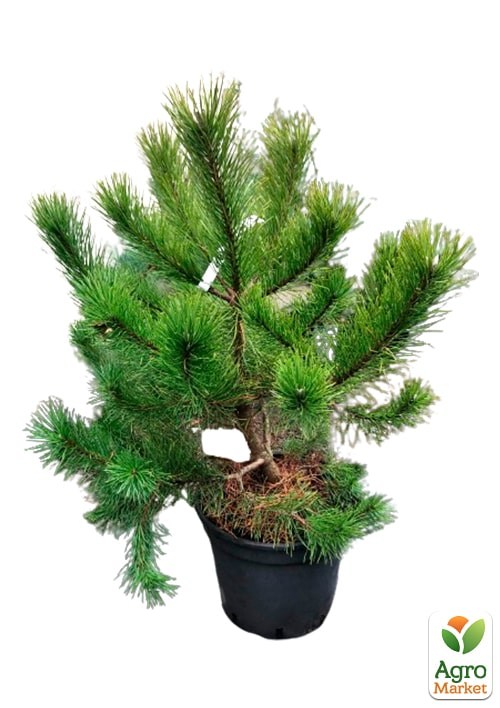 Сосна гірська "Mugo Uncinata" С10, висота 65-75см  - фото 4