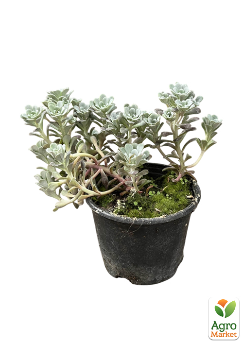 Очиток синий "Rasenteppich" (Sedum cyaneum) - фото 2