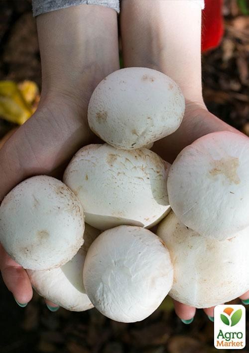 Сухий зерновий міцелій «Печериця королівська біла» 10г