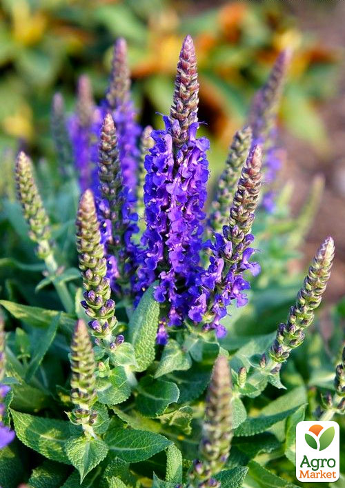 Шалфей Дубравный "Sensation Sky Blue"