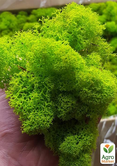 Стабілізований мох Ягель "Лайм" 500 г - фото 2
