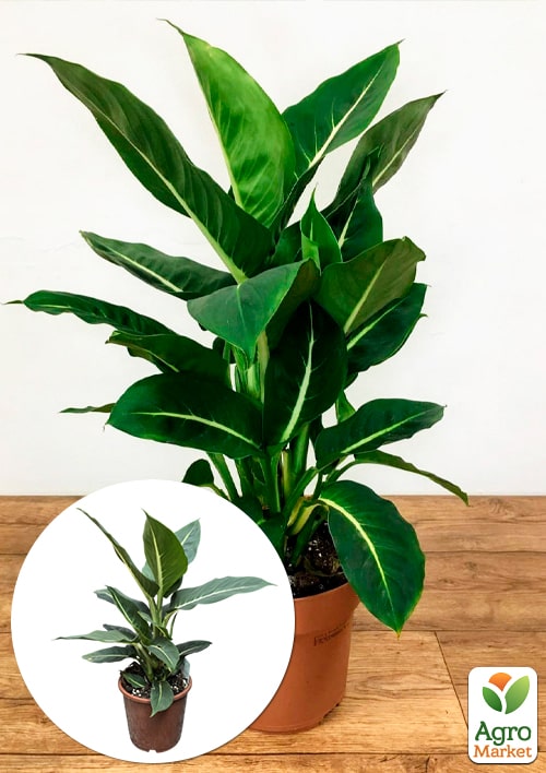 Дифенбахія (Dieffenbachia) "Green Magic" висота 40-60см