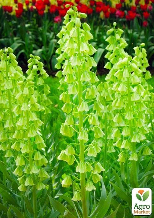 Фрітіларія "Ivory Bells" (розмір 20/22, дуже великий) 1шт в упаковці - фото 2