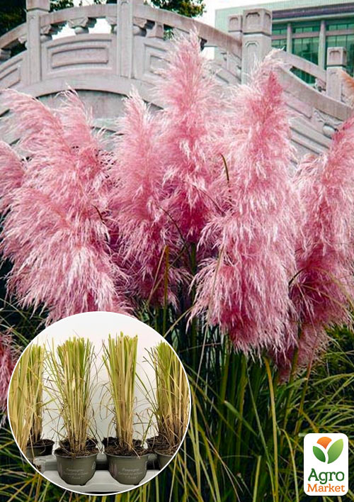 LMTD Кортадерия Пампасная трава 2х летняя "Pink Feather Rosea" 