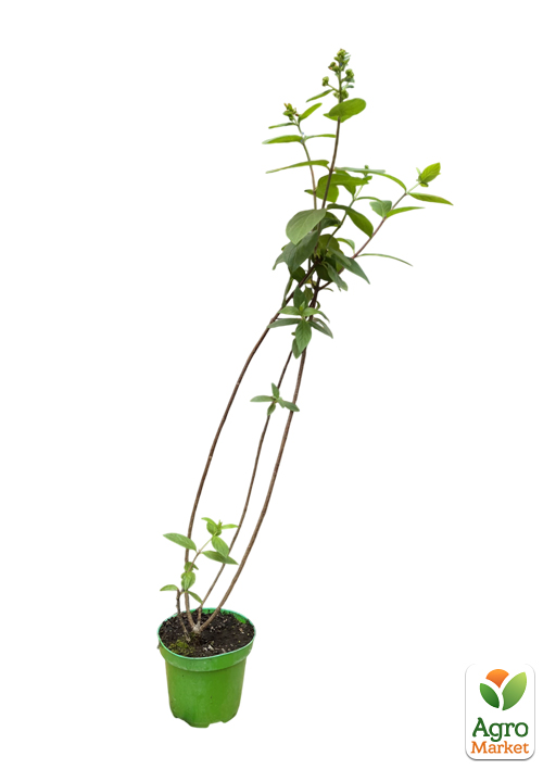 Гортензія 3-х річна волотиста "Pastel Green" - фото 2