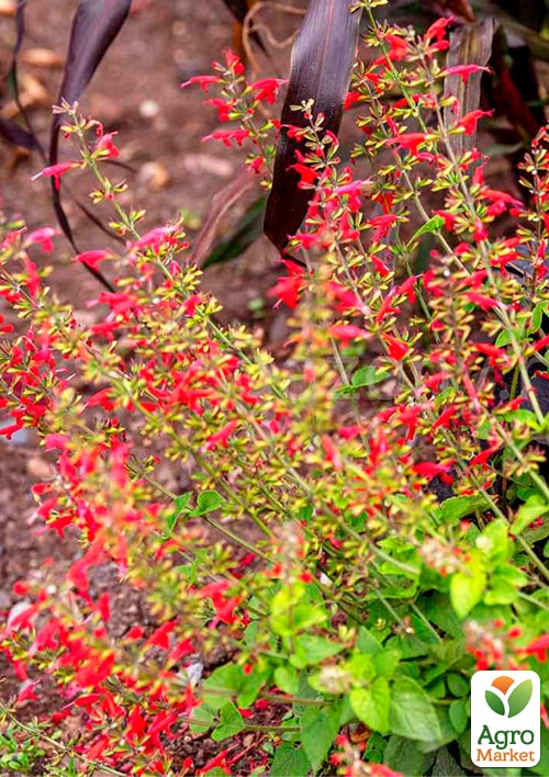 Шалфей блестящий "Pino" - фото 5