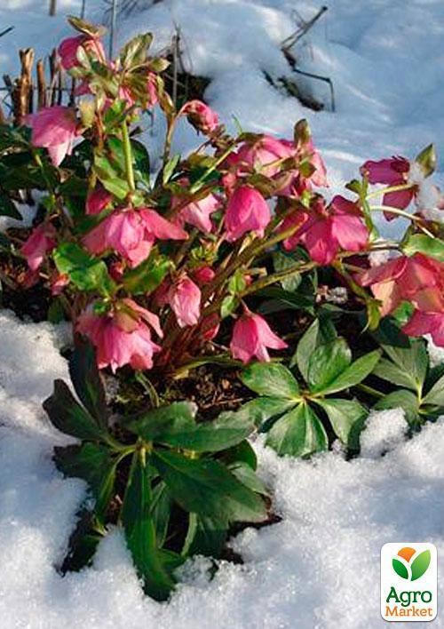 Морозник (Helleborus) "Red Lady" - фото 2