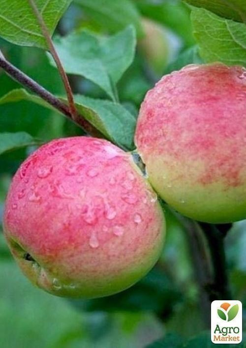 Яблуня "Мантет" - фото 3