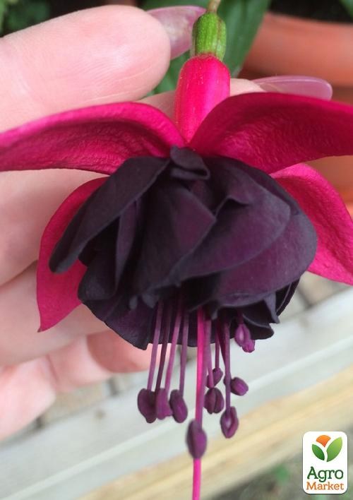 Фуксия ампельная "Millenium" (контейнер № 10, высота 5-10 см) - фото 2