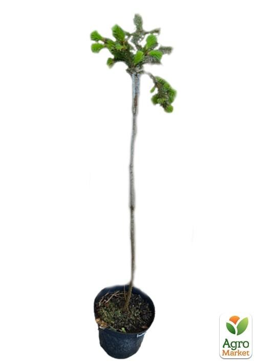 Ель плакучая на штамбе «Inversa» С3, высота 50-70см - фото 3