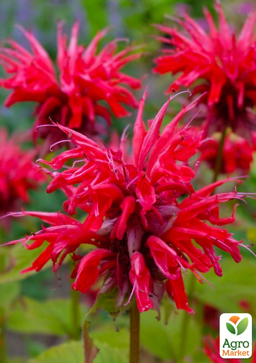 Бергамот (Монарда) "Fireball"