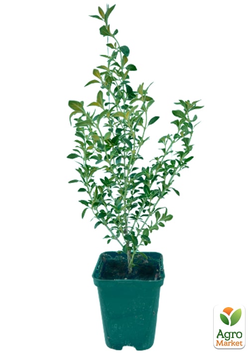 Серисса японская вариегата (идеальна для формирования бонсая) - фото 5