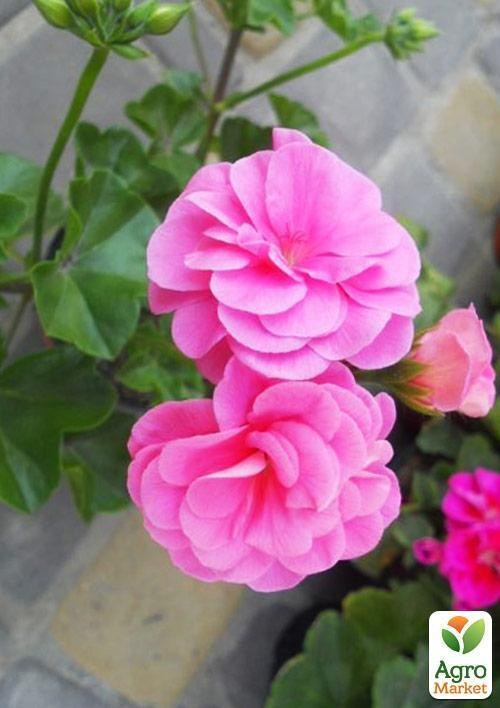 Пеларгония ампельная "Pink Sybil" (контейнер № 10, высота 10-20 см) - фото 2