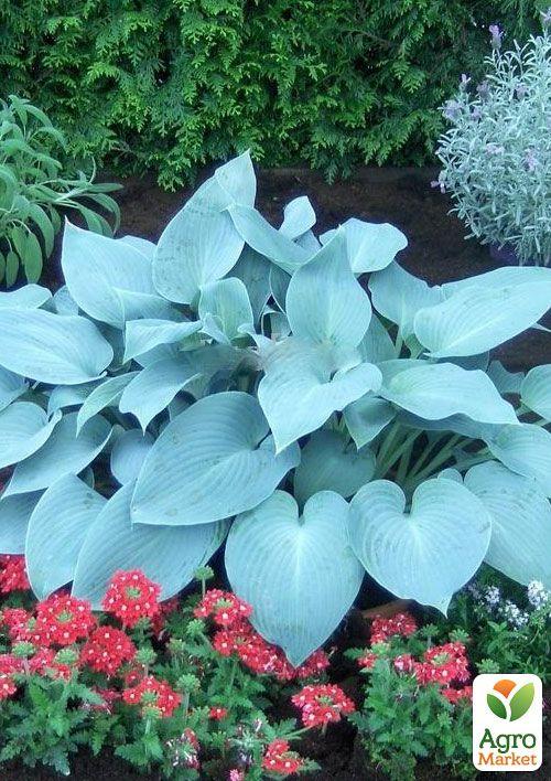 Хоста "Canadian Blue" 