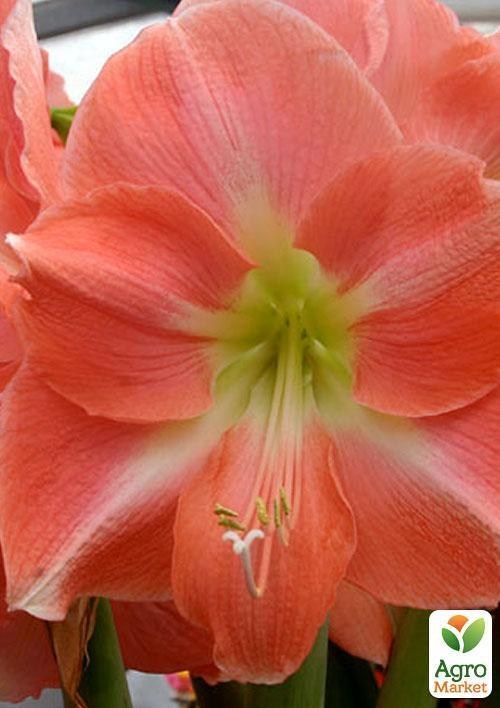 Амариліс "Кораловий красень" ТМ "Vesna Exclusive" 10шт - фото 3