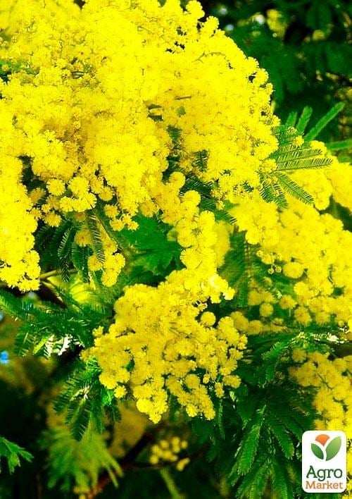 Мімоза "Абхазька" вазон Р9