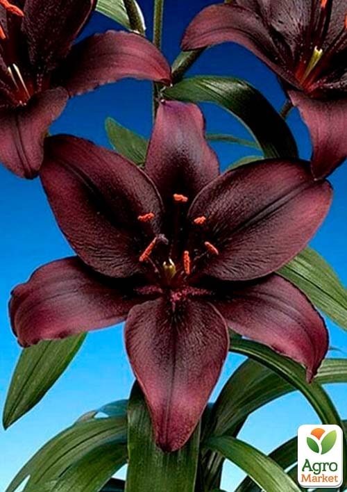 Лілія "Methone" 