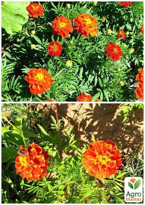 На развес Бархатцы "Медовые соты" ТМ "Весна" цена за 3г - фото 2