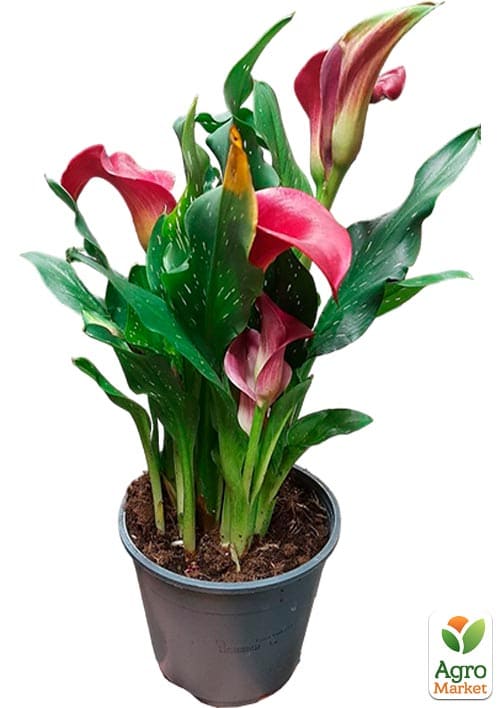 LMTD Зантедеския (калла комнатная) "Bolero"   - фото 6