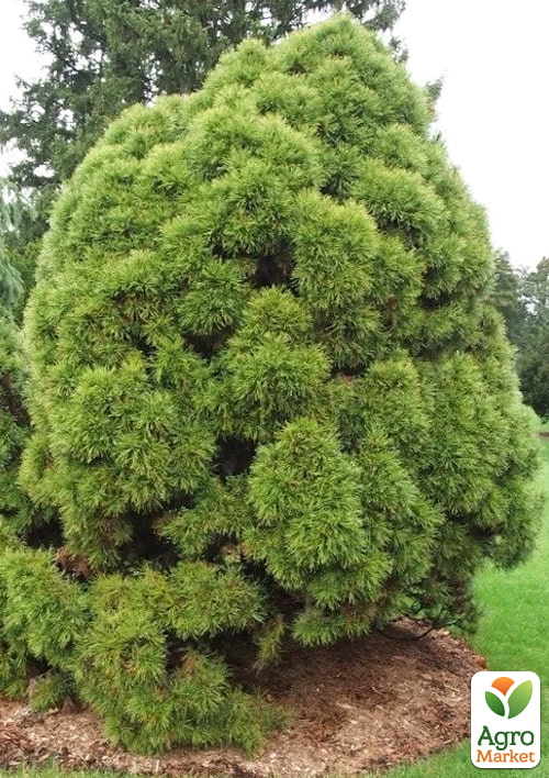 Сосна обычная "Globosa Viridis" (ком/сетка), диаметр 70-90см