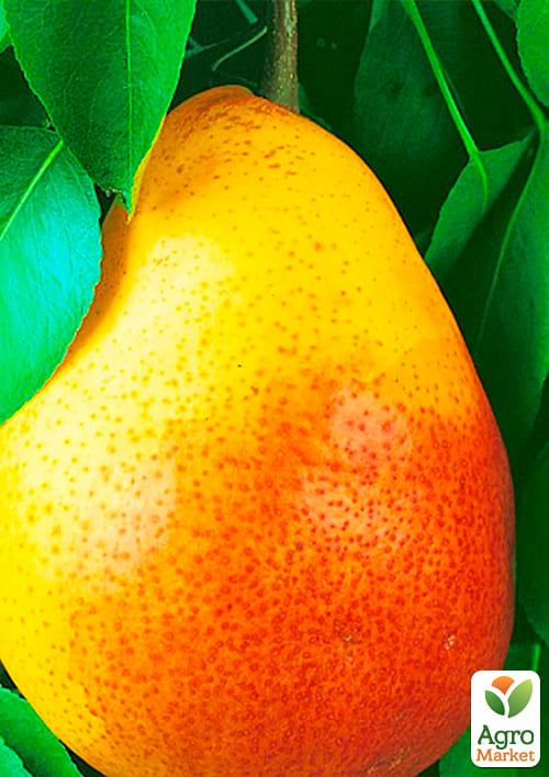 Груша "Любимица Клаппа" (летний сорт, ранний срок созревания) - фото 4