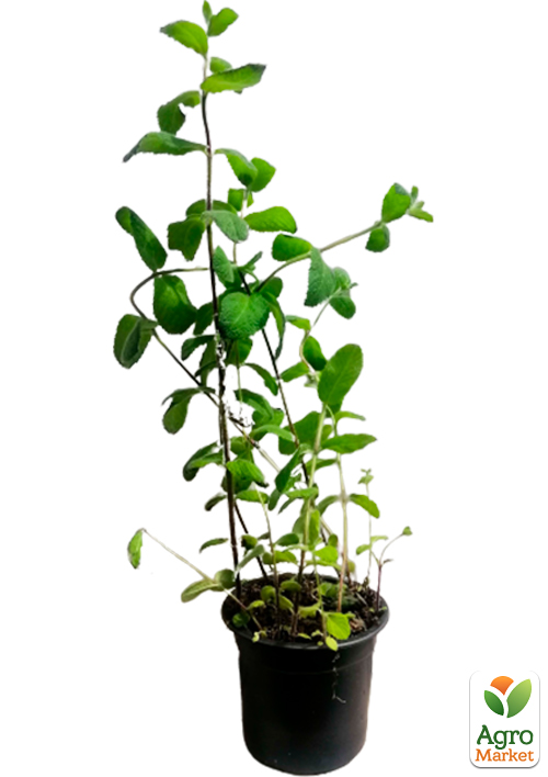 М'ята Мохіто "Mint Mojito" - фото 5