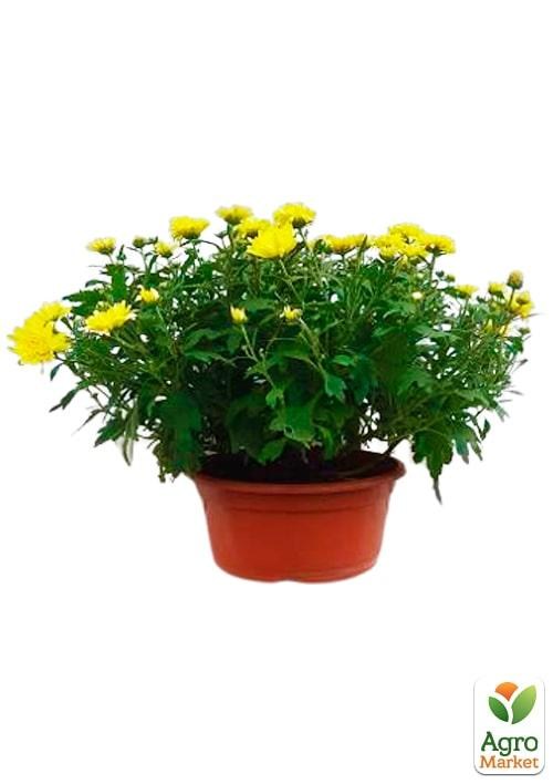 Хризантема Садовая "Yellow Chamomile" (высота 30-50см) - фото 2