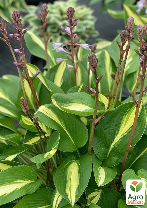 Хоста "Broad Street"  - фото 3