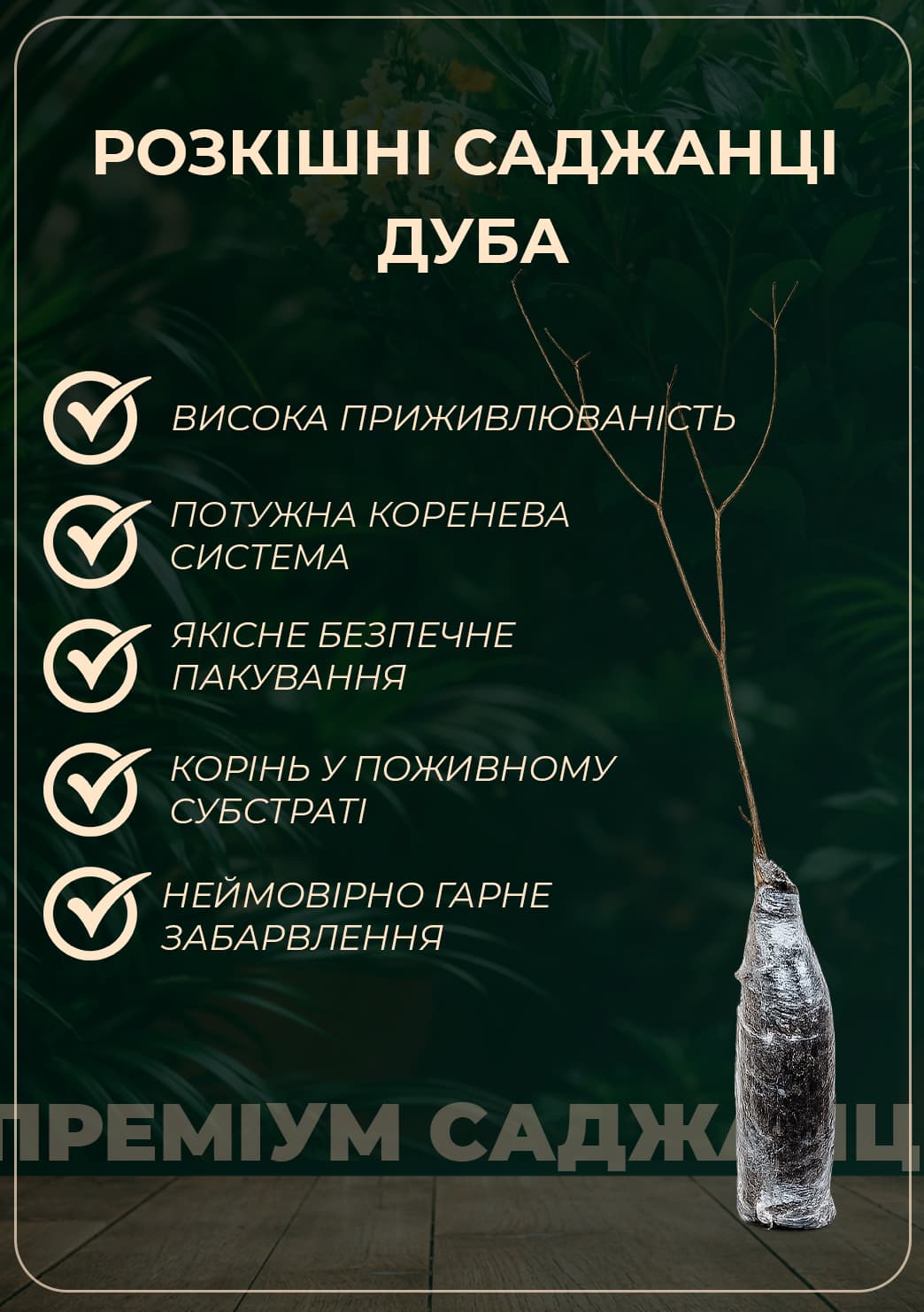 Ексклюзив! Дуб англійський червоний "Ред Вуд" (морозостійкий) висота 20-50см