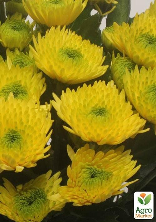 Хризантема кустовая срезочная "Cocoon"